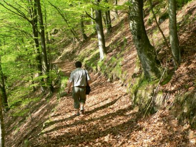 s&uuml;dlicher bayerischer Wald